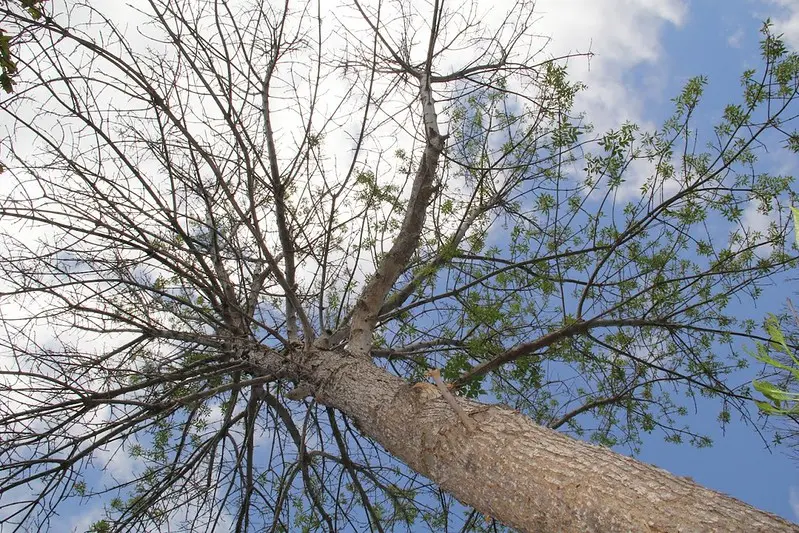 Symptoms of an emerald ash borer infestation are a dying crown, sucker shoots growing from the trunk or base of the tree, D-shaped holes in the bark, splitting back and S-shaped areas underneath the bark. 