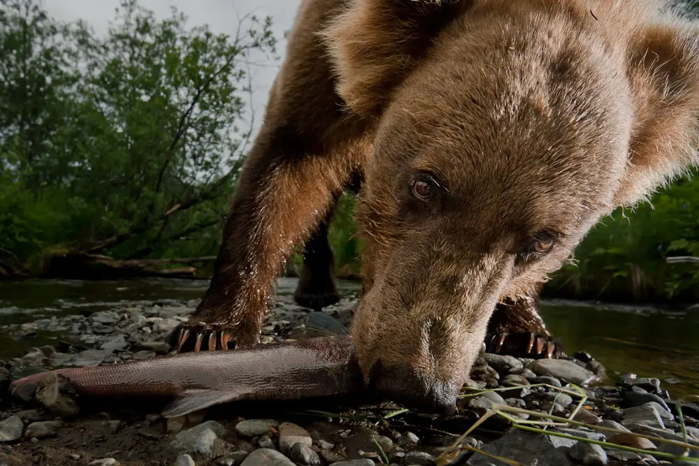 Brown bear eats a salmon in Alaska