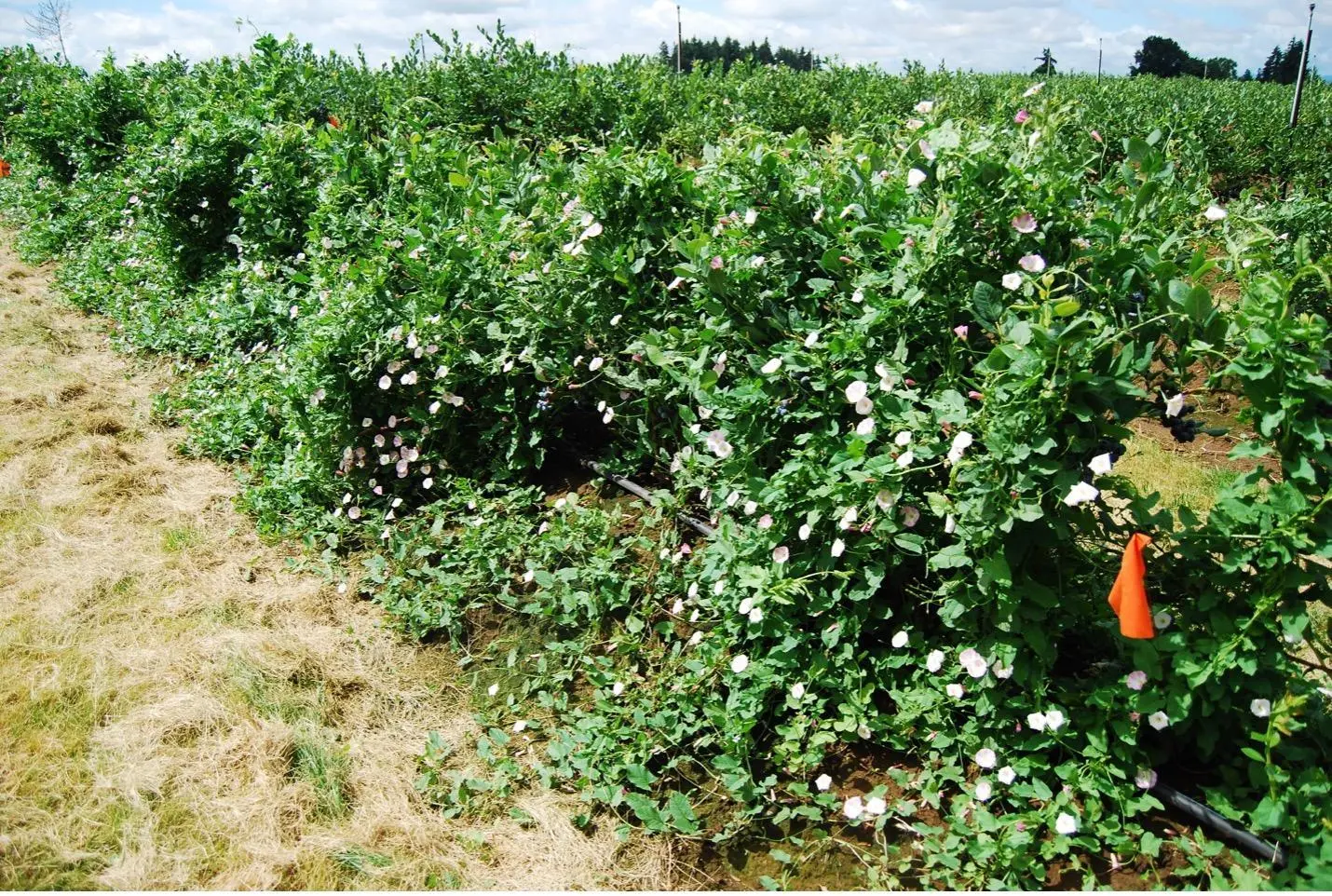 Bindweed grows along the ground until it contacts other plants or structures, and it spreads over anything in its path.