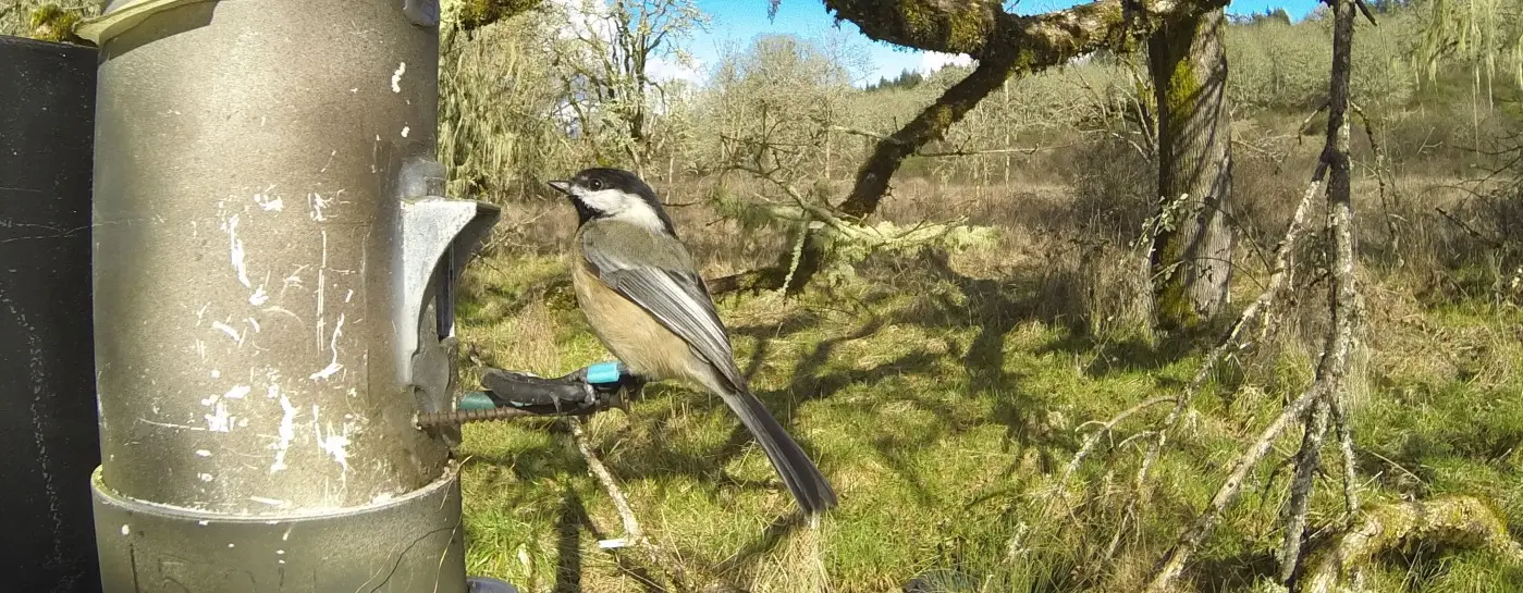 Black-capped chickadee