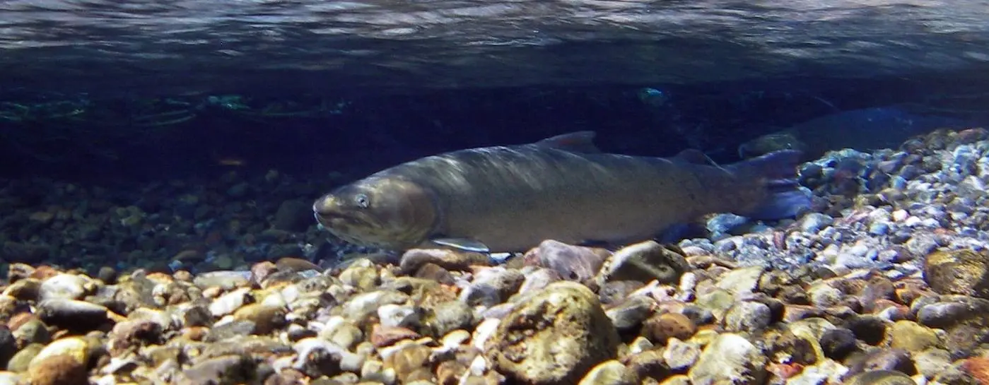 Bull trout