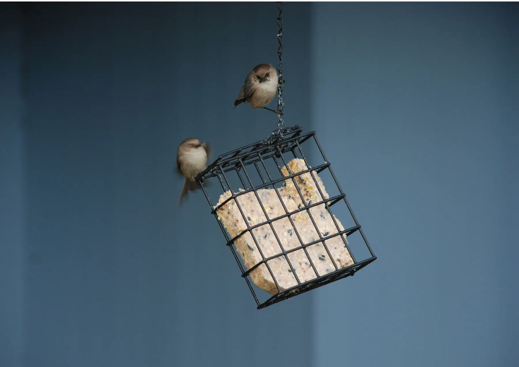 Small birds visit a block of suet in a feeder.