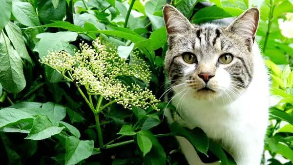 Cat in the garden