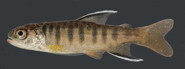 Juvenile coho salmon