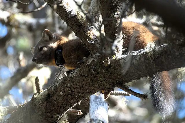 A male coastal marten in the Oregon Dunes wears a radio collar attached by researchers. 