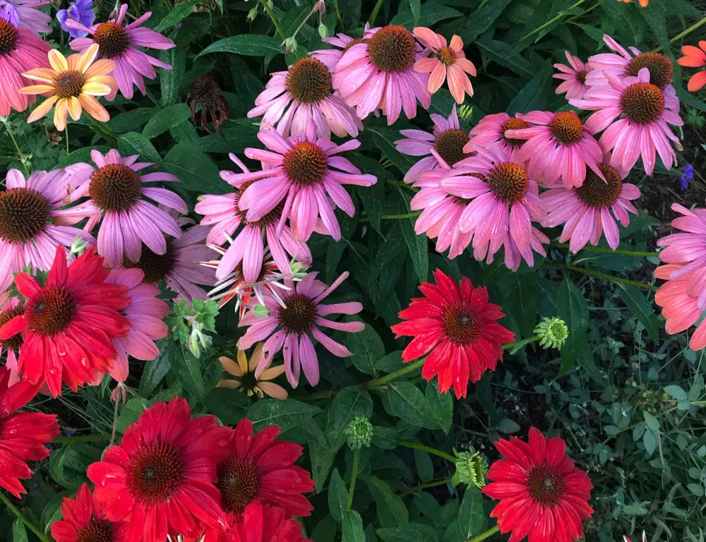 coneflower