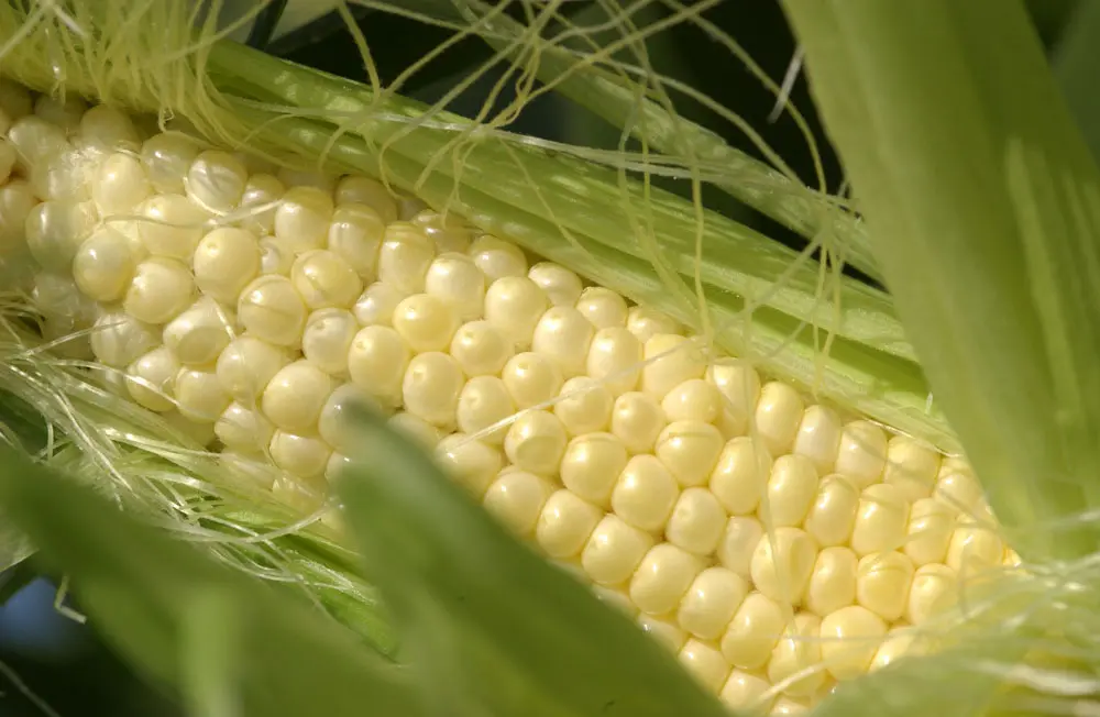 Corn