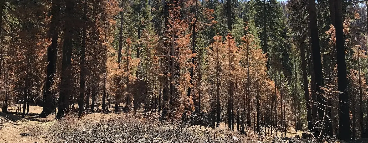 After the Creek Fire