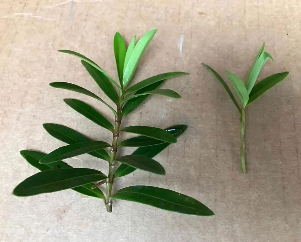 plant cuttings