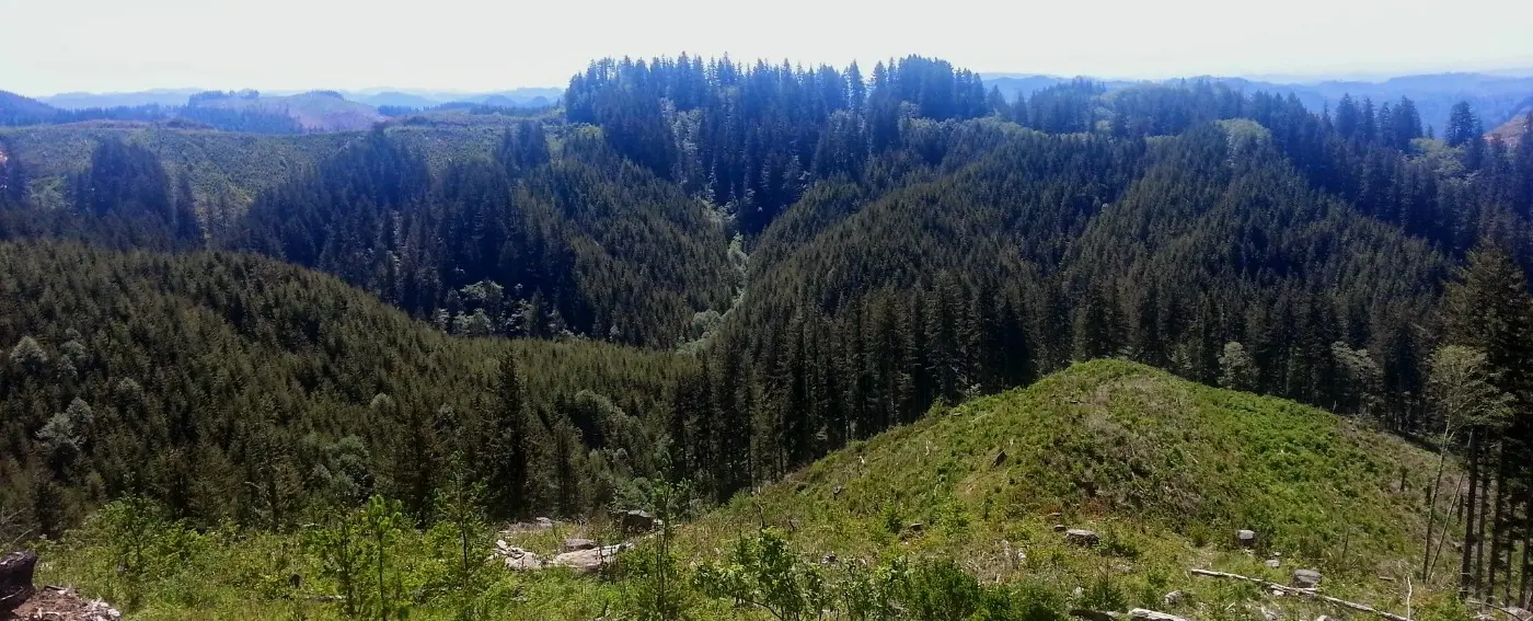 Elliott forest