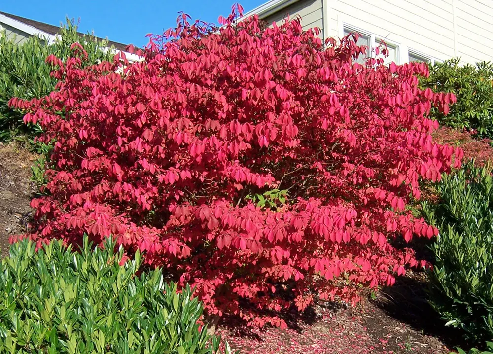 Euonymus alatus