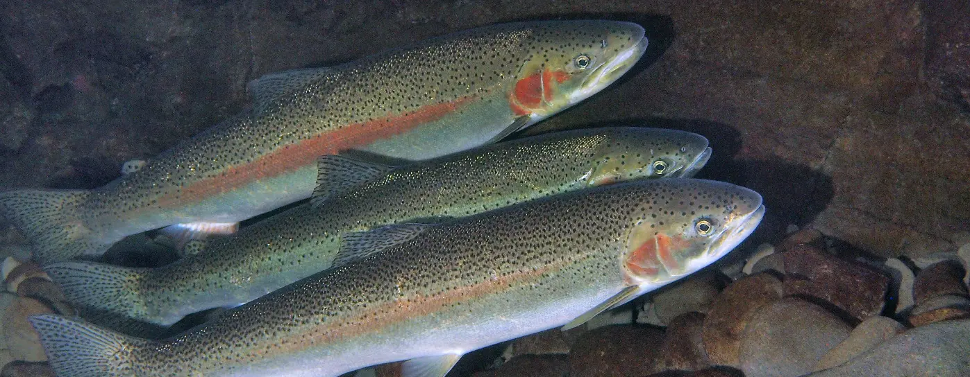 Steelhead