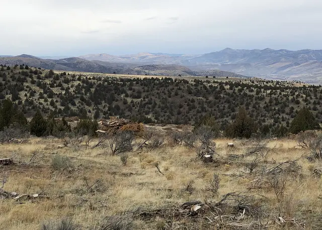 Juniper was cut down in 2013 at Flat Creek in eastern Oregon