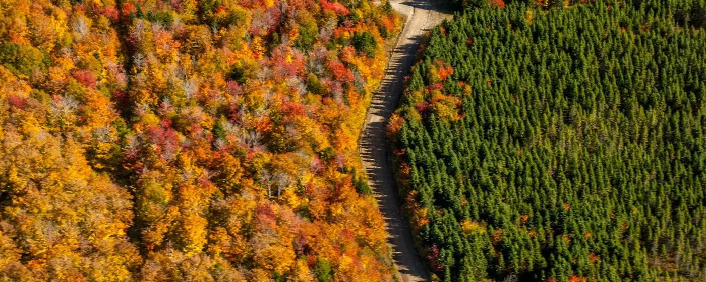 mixed forest at left, spruce plantation at right, photo by Debora Carr