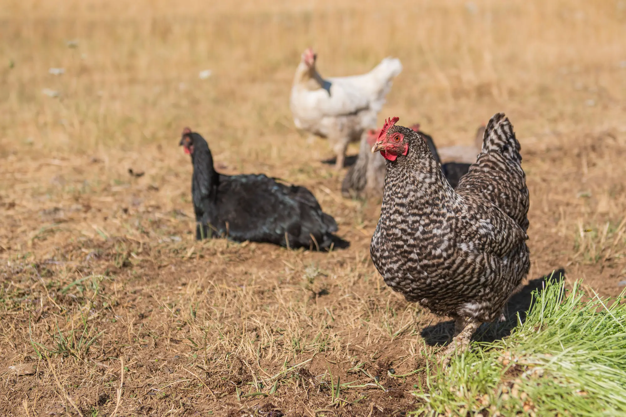 A flock of free-range laying hens graze on forage, food waste and insects.