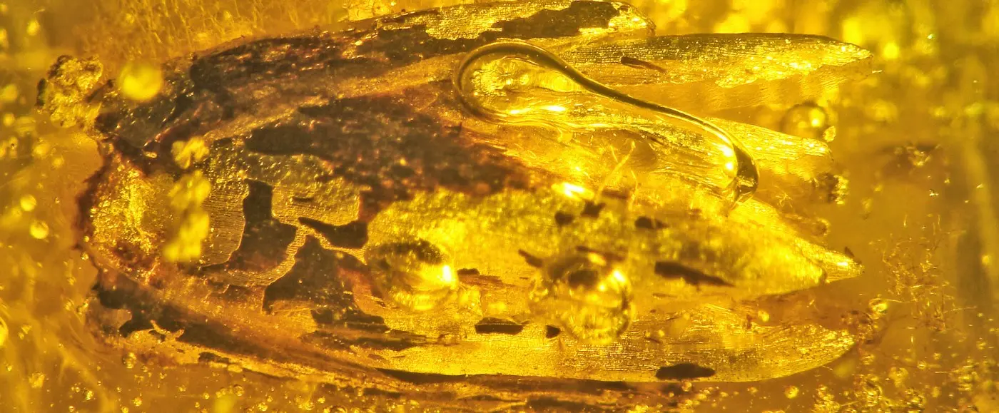 Eograminis balticus