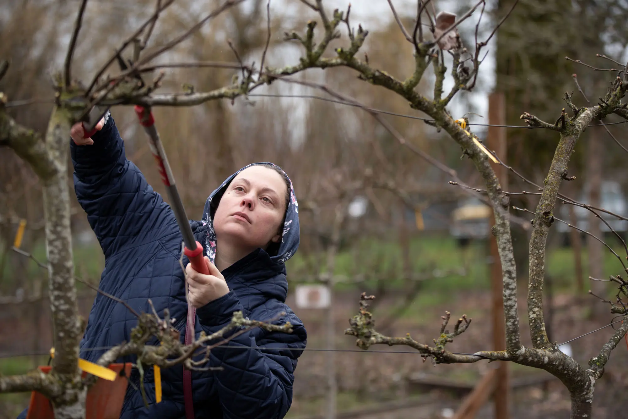 A person pruned a fruit tree at an OSU Extension pruning workshop in Independence, Oregon.