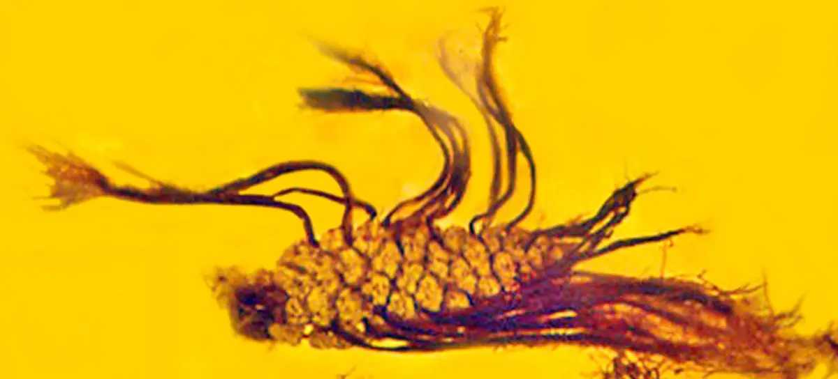 germinating fossil pine cone