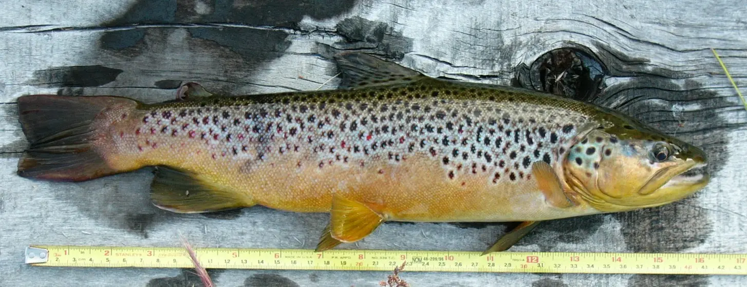 brown trout