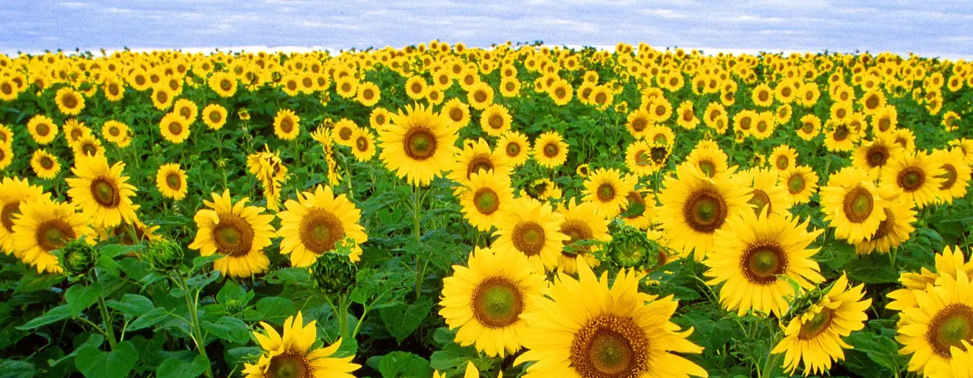 sunflowers are rich in vitamin E