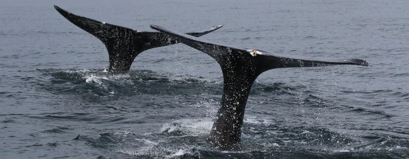 gray whales