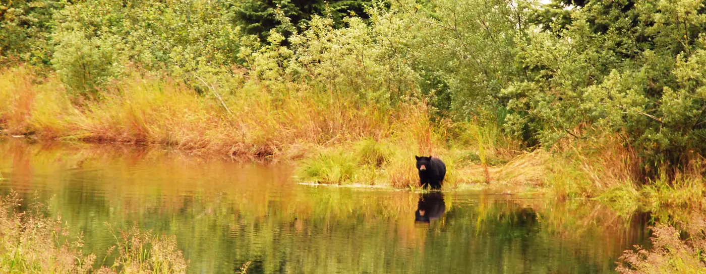 Tongass National Forest, photo by Logan Berner