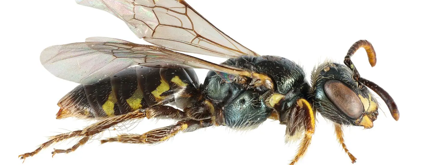  female Perdita lateral. Photo by Josh Dunlap, Oregon Department of Agriculture.