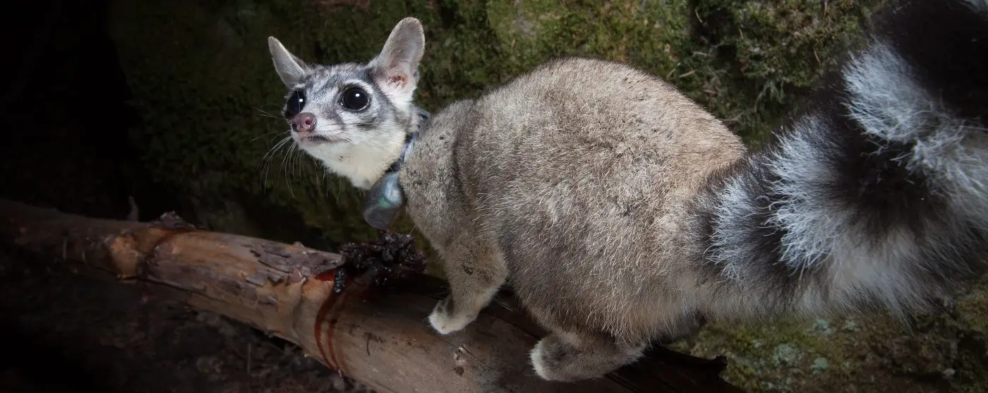 Ringtail photo by Jonathan Armstrong, Oregon State University