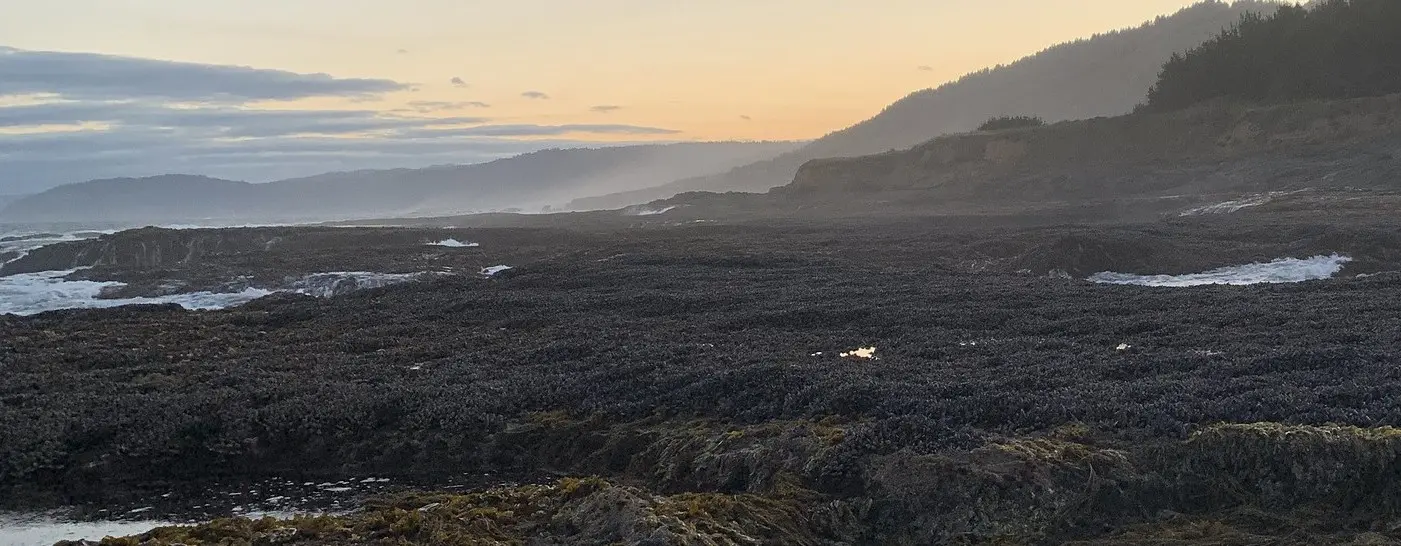 Zechariah Meunier of OSU conducts rocky shore surveys in California. Photo by Risa Askerooth.