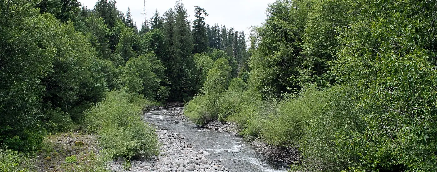 Lookout Creek