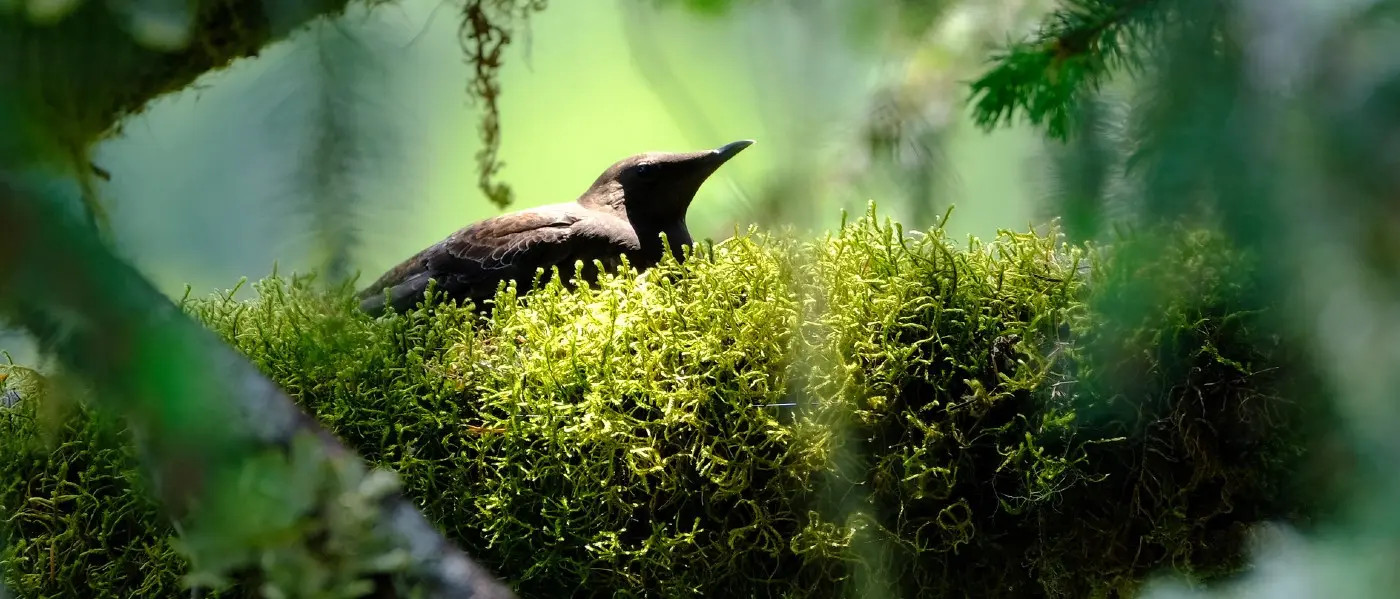 Marbled murrelet, photo by Brett Lovelace