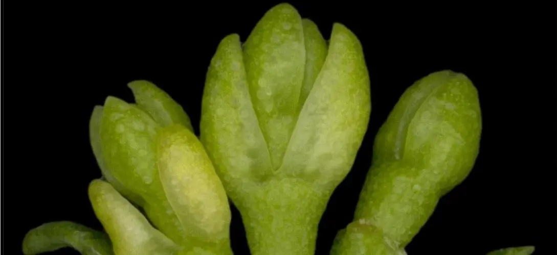 Eucalypt buds