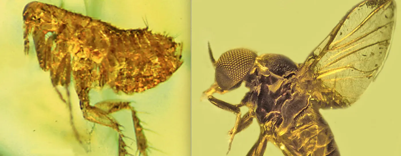 Amber fossils