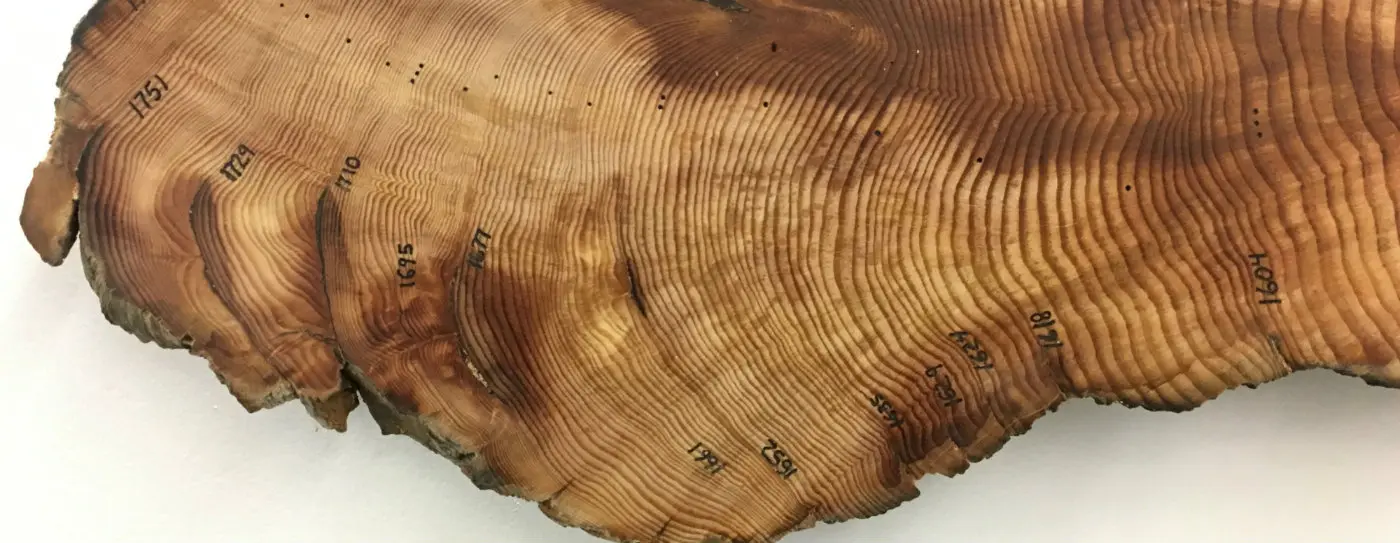 Tree rings