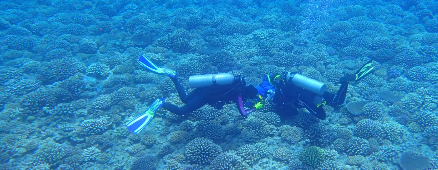Cauliflower corals