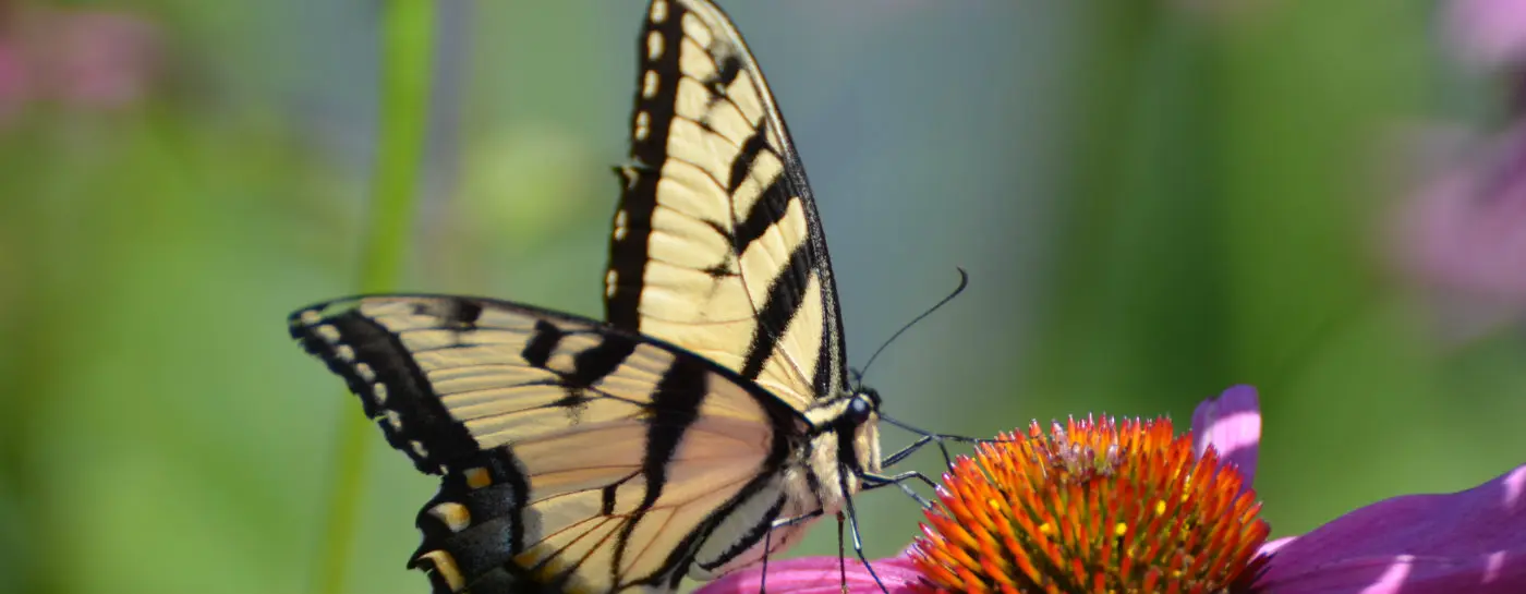 swallowtail butterfly