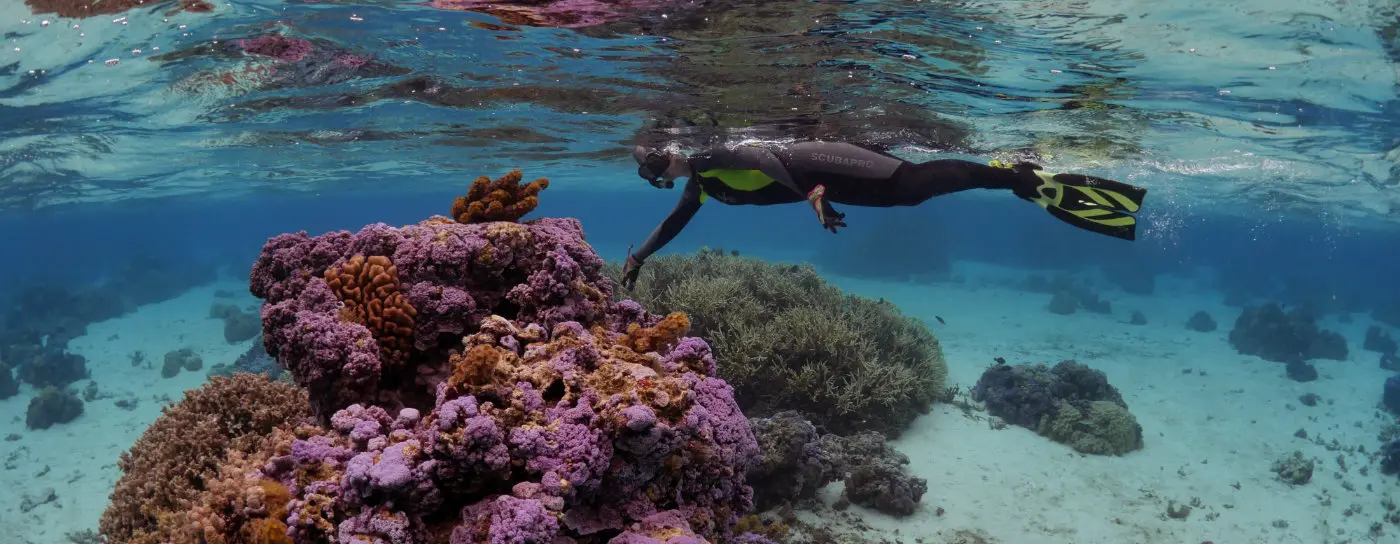 Coral diving
