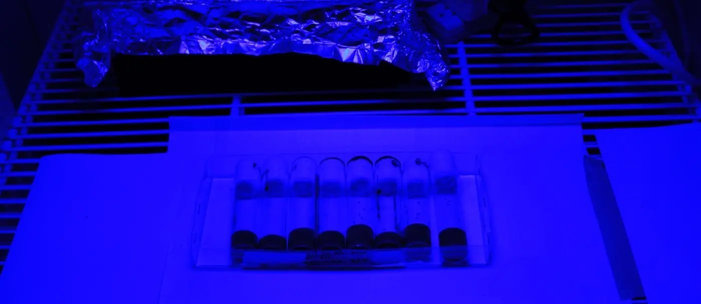 Flies under blue light