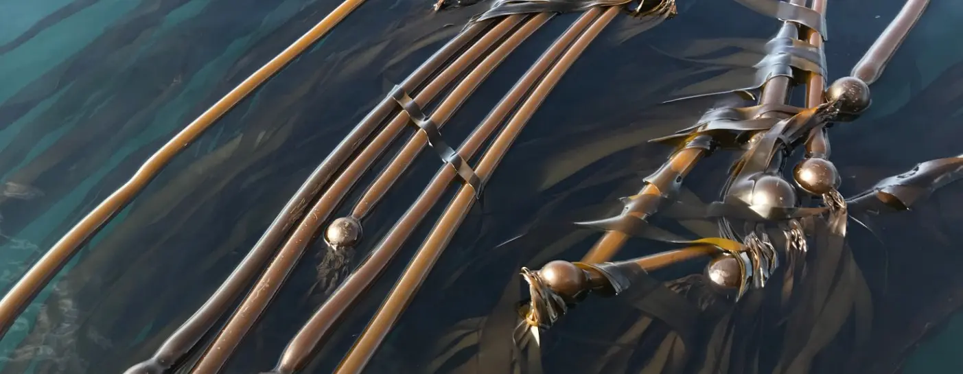 Bull kelp