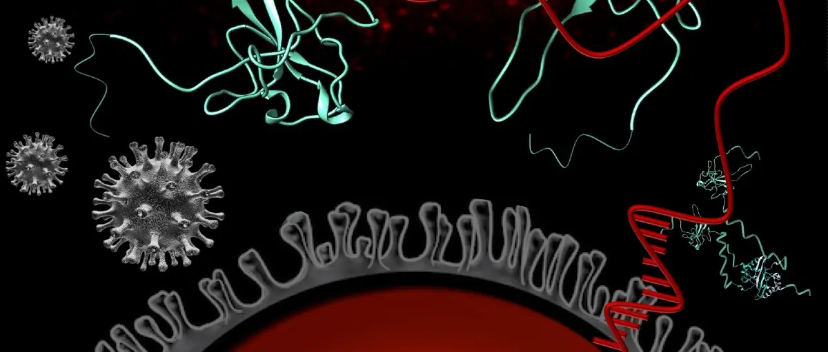 N protein image