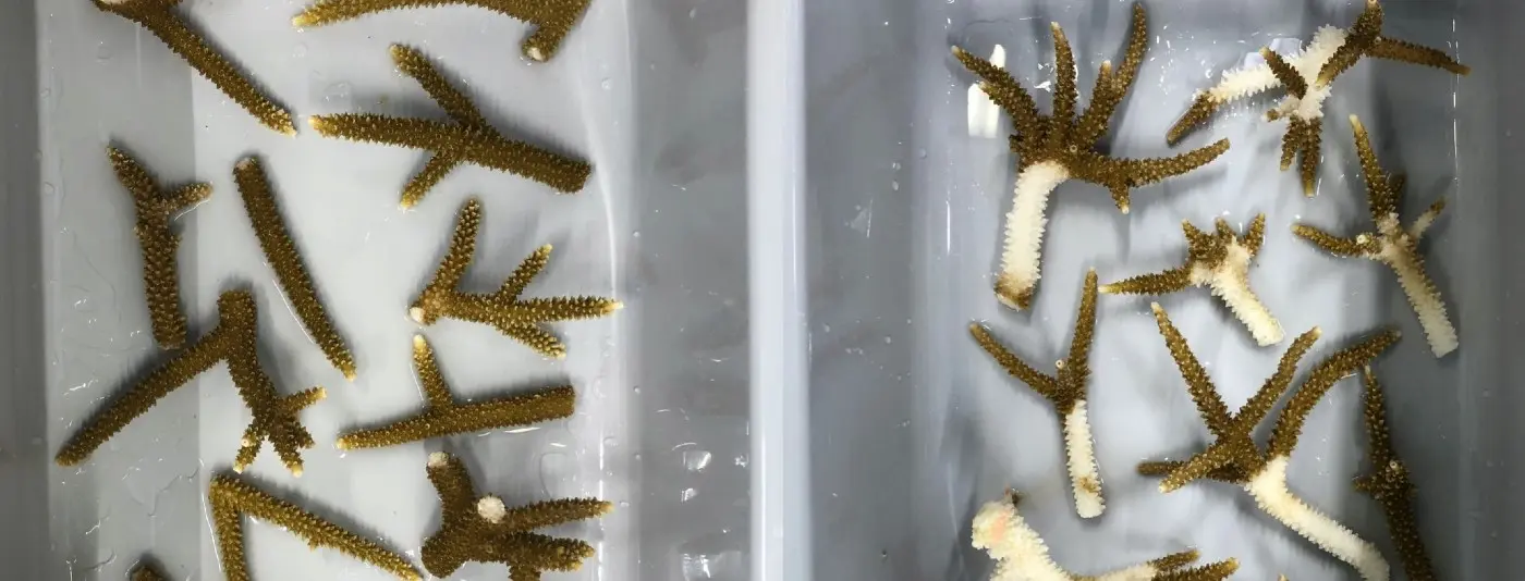 Healthy, left, and diseased corals