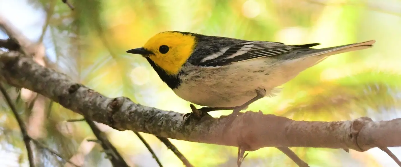 Hermit warbler