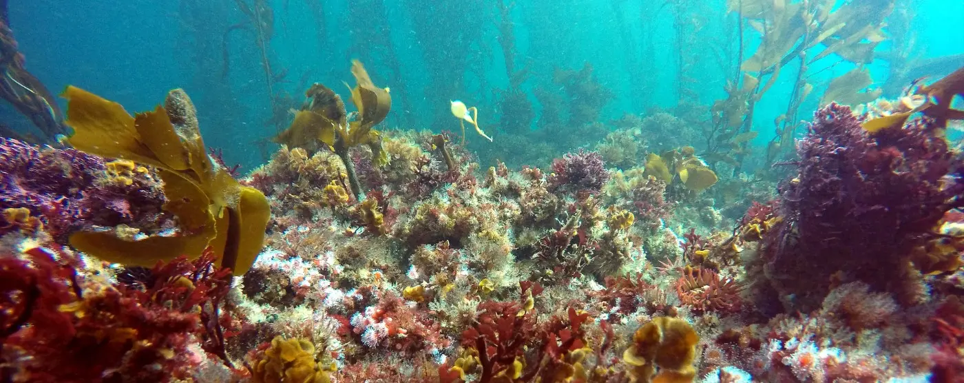 Kelp-urchin mix