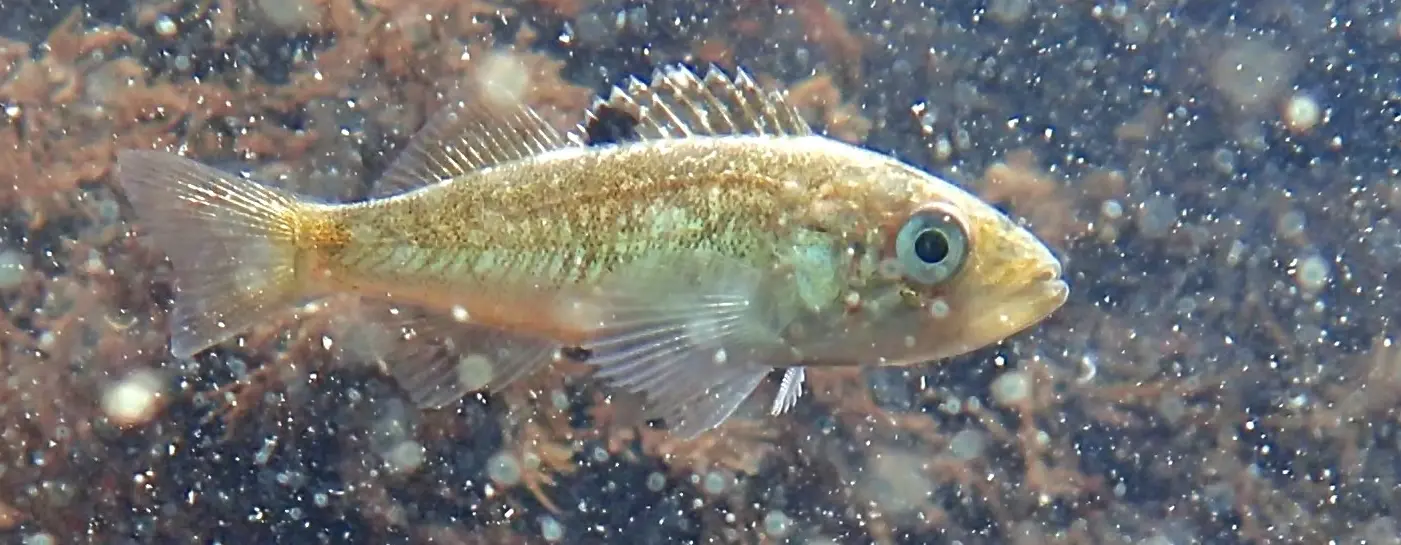 Juvenile black rockfish, photo by Will Fennie