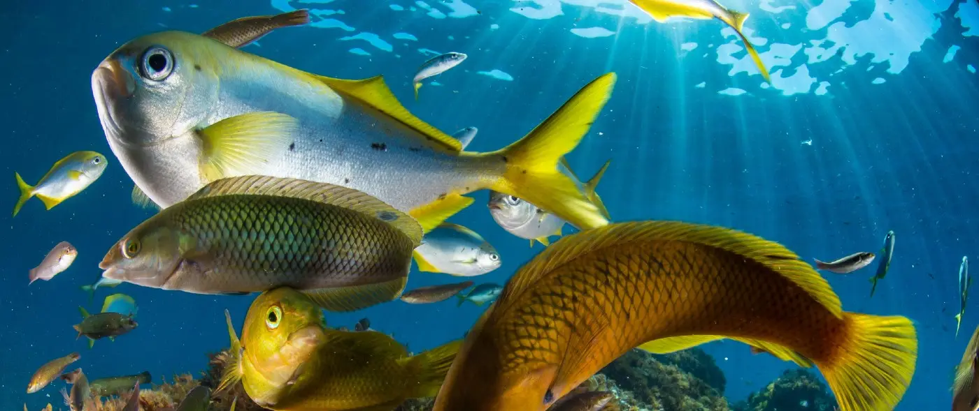 Reef fishes