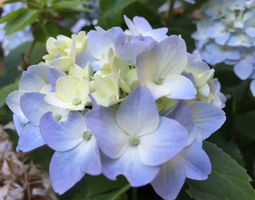 Hydrangea