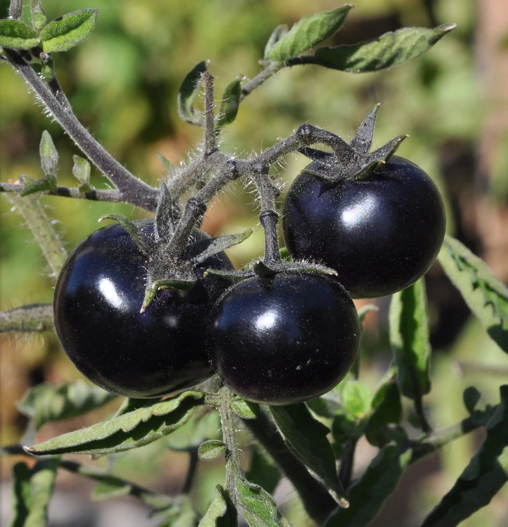 舞台/ミュージカル Coloring Musical  indigo tomato OSU breeding program produced series of purple tomatoes with