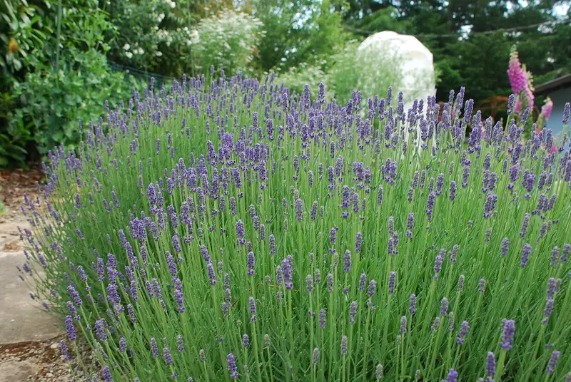 Lavender