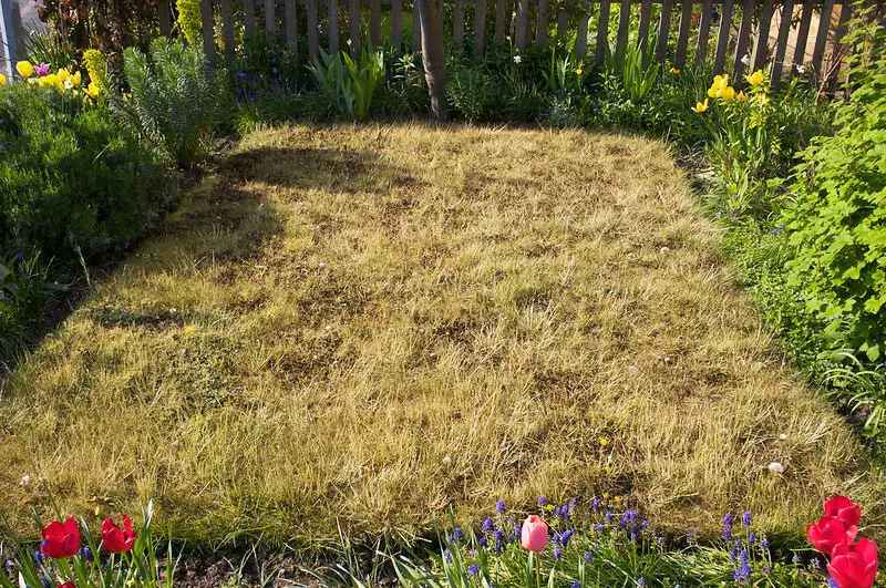 lawn