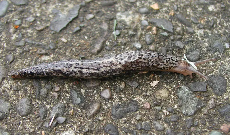 A gray slug on a sidelwak.